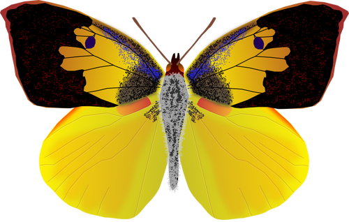 シマウミヘビ蝶