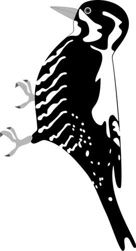 Векторное изображение птицы