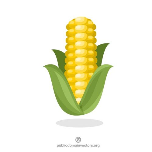 Roślin ziarna kukurydzy