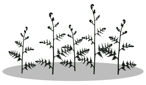 蕨类植物矢量图像