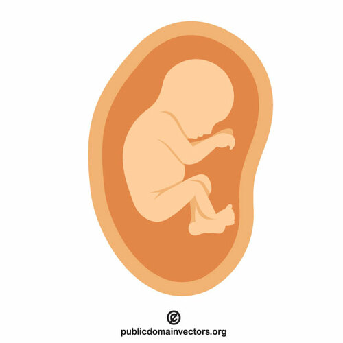 Foetus vector afbeelding