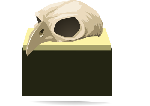 Fågel skalle