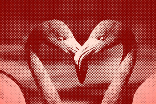Flamingoer i hjerte form