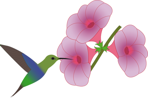Ave Colibri recogiendo en una ilustración de la flor