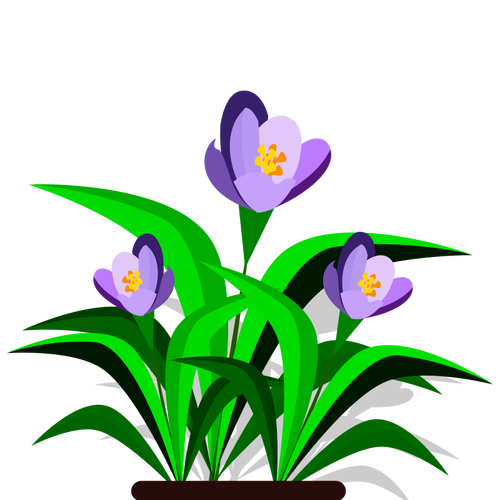 Imagem vetorial de violetas