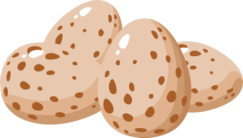 普通の卵