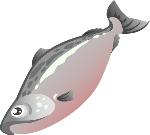 Gambar ikan salmon