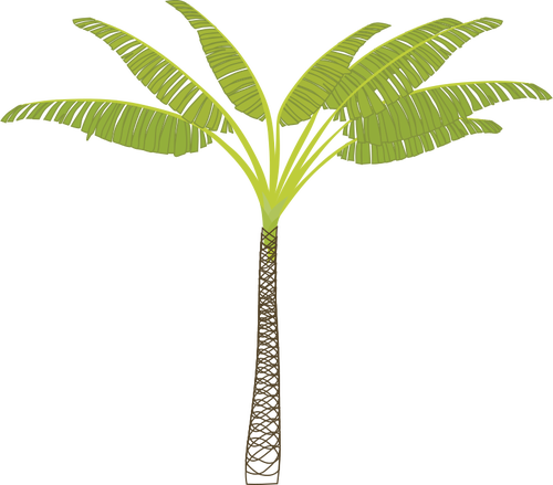 Tropikal palmiye ağacı vektör görüntü