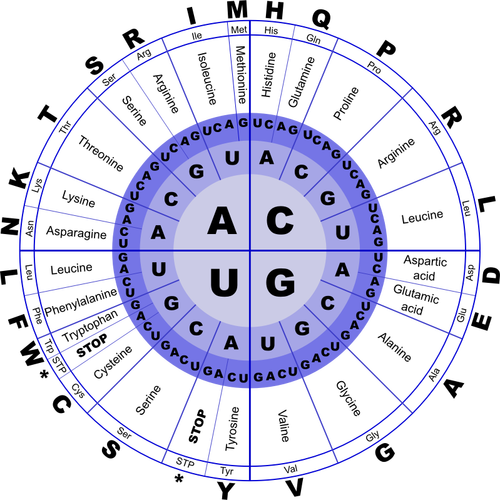 Codul genetic RNA vectorul imagine