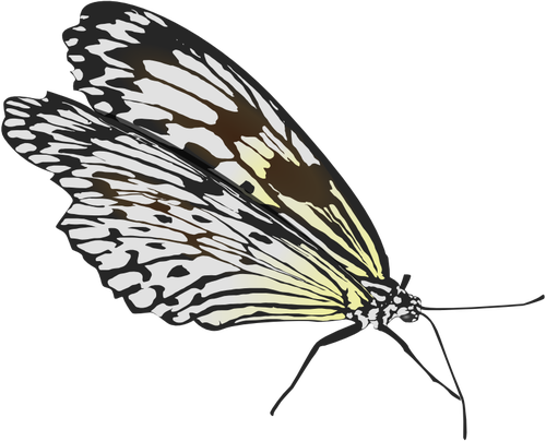 ウォーキング蝶ベクトル描画