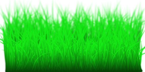 Rumput hijau tinggi
