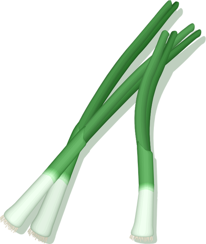 Zelená cibule