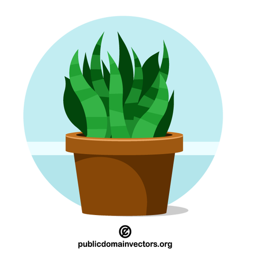Groene plant groeit in pot