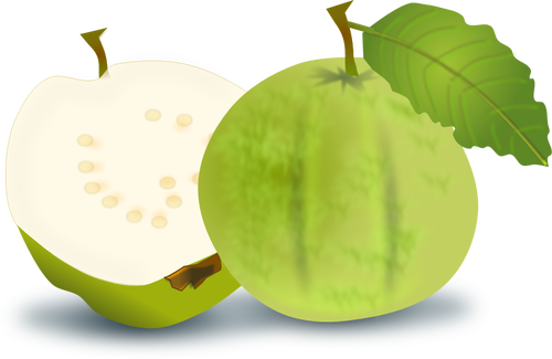 Guave-Vektor-Bild