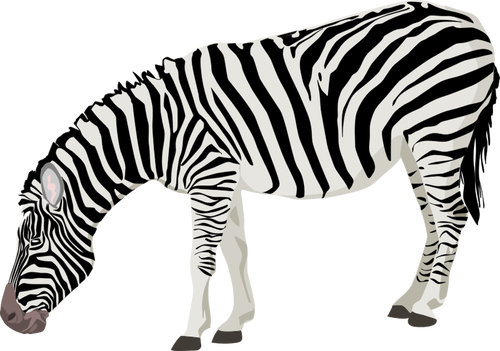 Vektorbild av fotorealistiska zebra