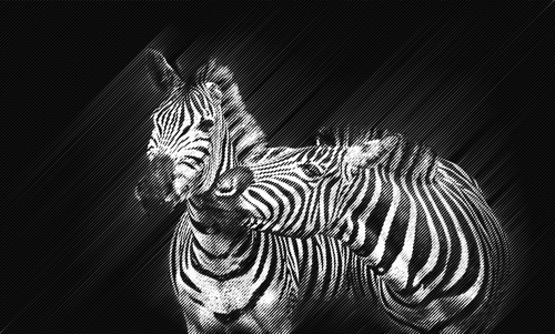 To zebras