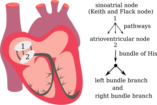 Wektor rysunek systemu elektrycznego serca