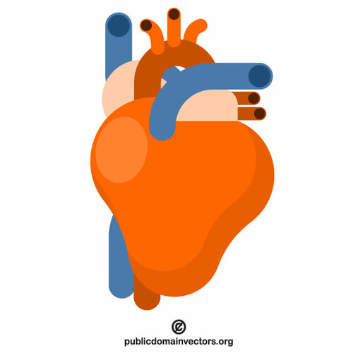 Jantung anatomi vektor klip seni