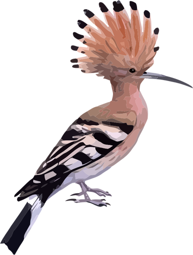 Hoopoe fugl