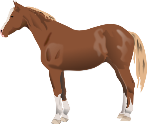 Illustration vectorielle de standing de cheval