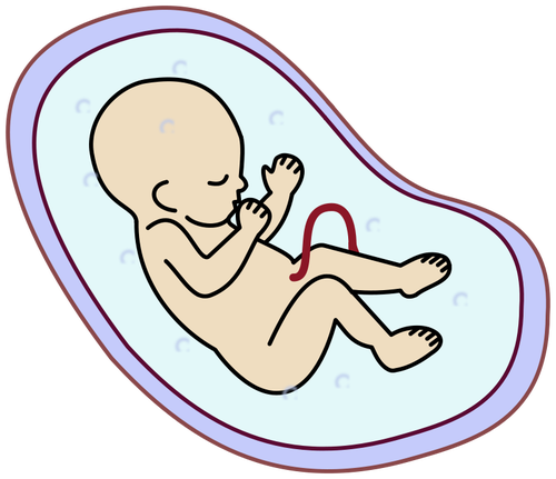 Grafika wektorowa embrionu ludzkiego