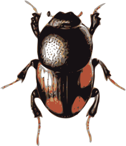 Coléoptère de scarabée