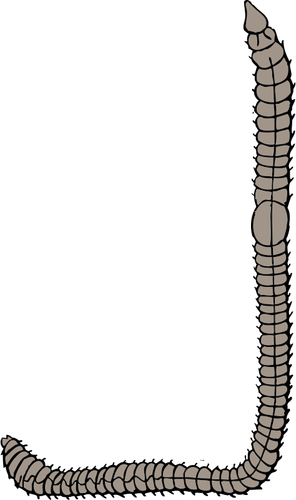 Illustrazione vettoriale di lombrico