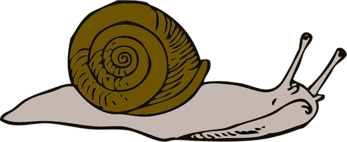 Vector illustration of snail