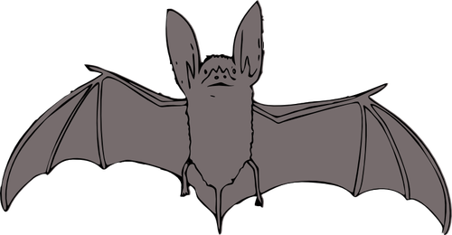 Bat s otevřeným křídla vektorové kreslení