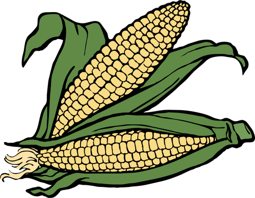 Dos mazorcas de maíz vector illustration