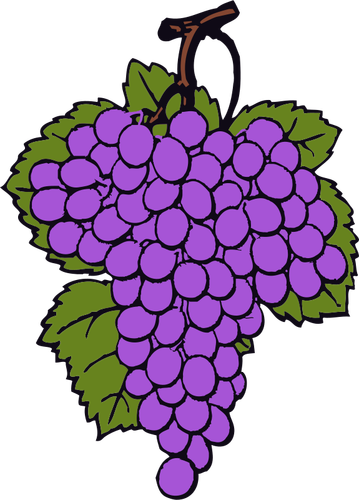 Dibujo de uvas maduras vectorial
