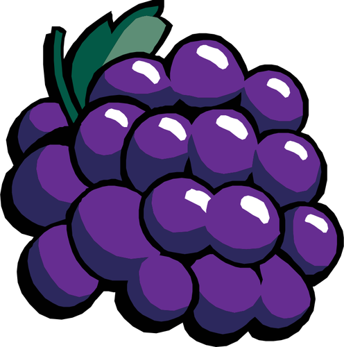 Zwart druiven vector illustraties