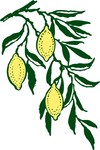 Vector clip art lemon branch