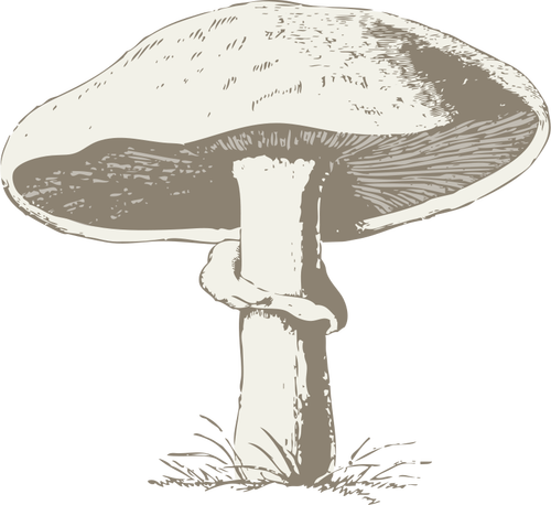 Immagine vettoriale di un fungo