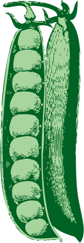 Kacang polong vektor ilustrasi