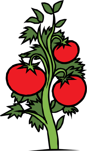 Tomaten-Pflanze-Vektor-ClipArt-Grafik