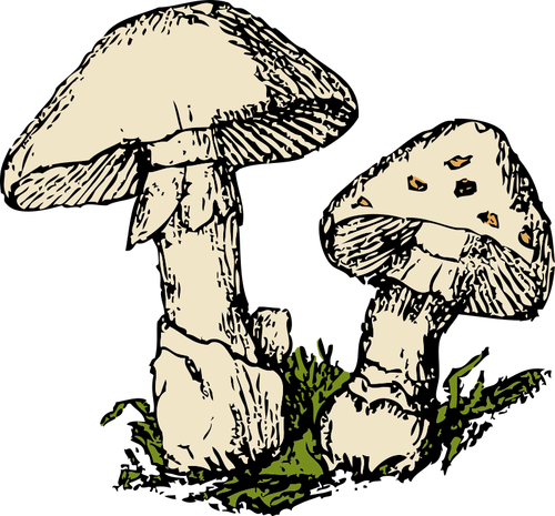 Vector de dois cogumelos