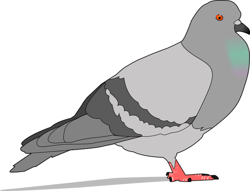 Kleur illustratie van duif met schaduw