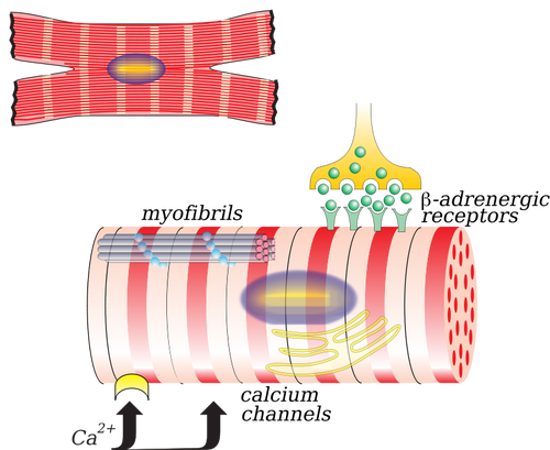 Ilustracja wektorowa z myocardiocyte