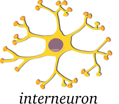صورة متجه من الخلايا العصبية