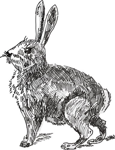 Illustrazione di vettore del coniglio
