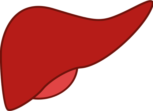 Hígado en rojo