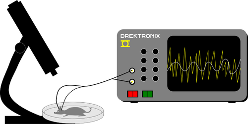 Myszy EEG