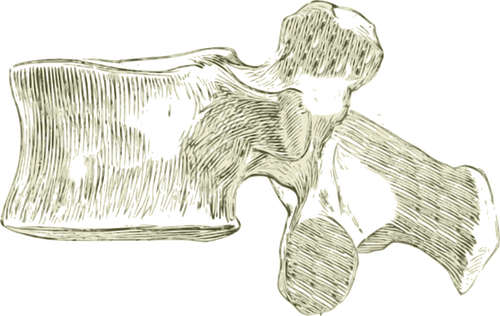 Ryggradens skelett