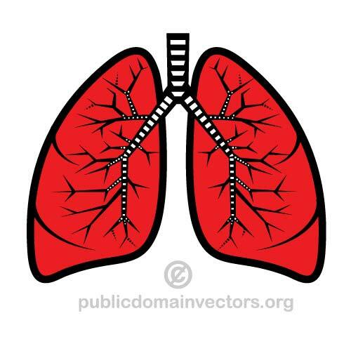 Ilustração em vetor de pulmões