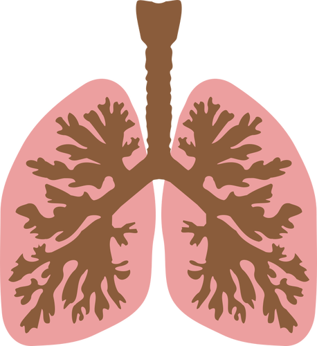 Lunge und bronchus