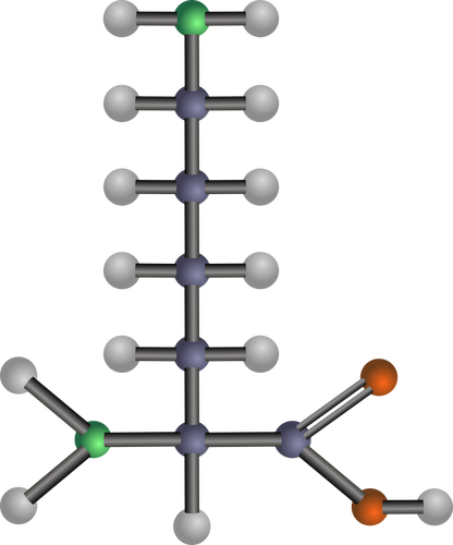 Lysin aminosyre