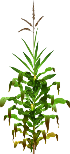 ناقلات الرسم من نبات mais مع الذرة الناضجة