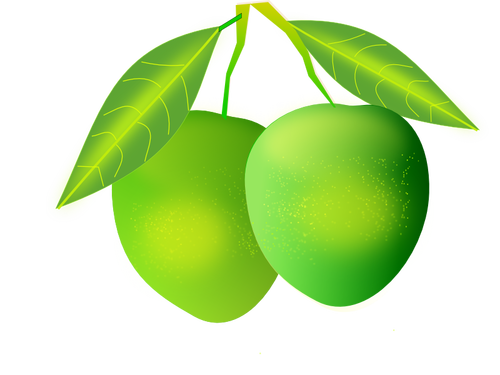 Imagen vectorial de mango