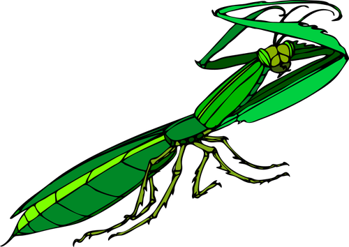 Gröna praying mantis